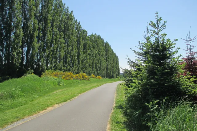 A narrow paved path runs between grassy banks under a clear blue sky, beside a long line of tall column-shaped poplars.